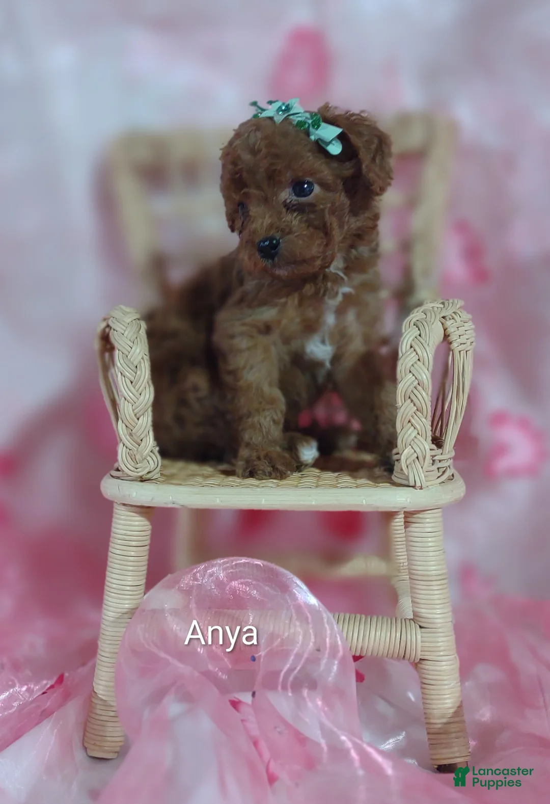 Cavapoo dogs for sale: Anya - Ad 2