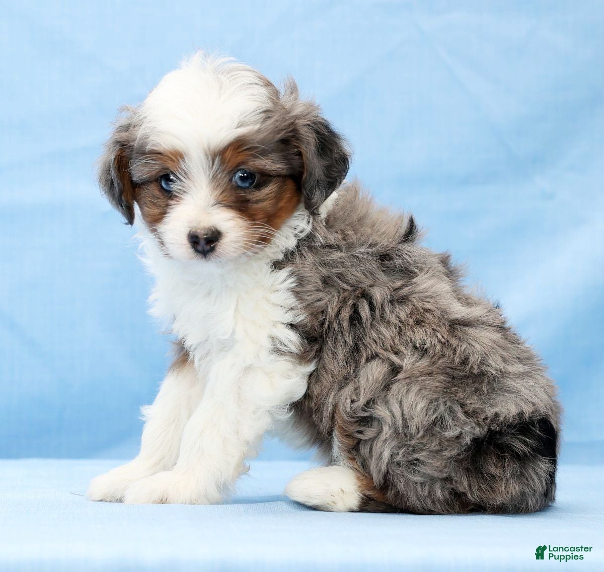 Mini Aussiedoodle dogs Wyatt - Ad 2