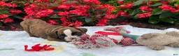 Boxer dogs for sale: Koby - Ad 6