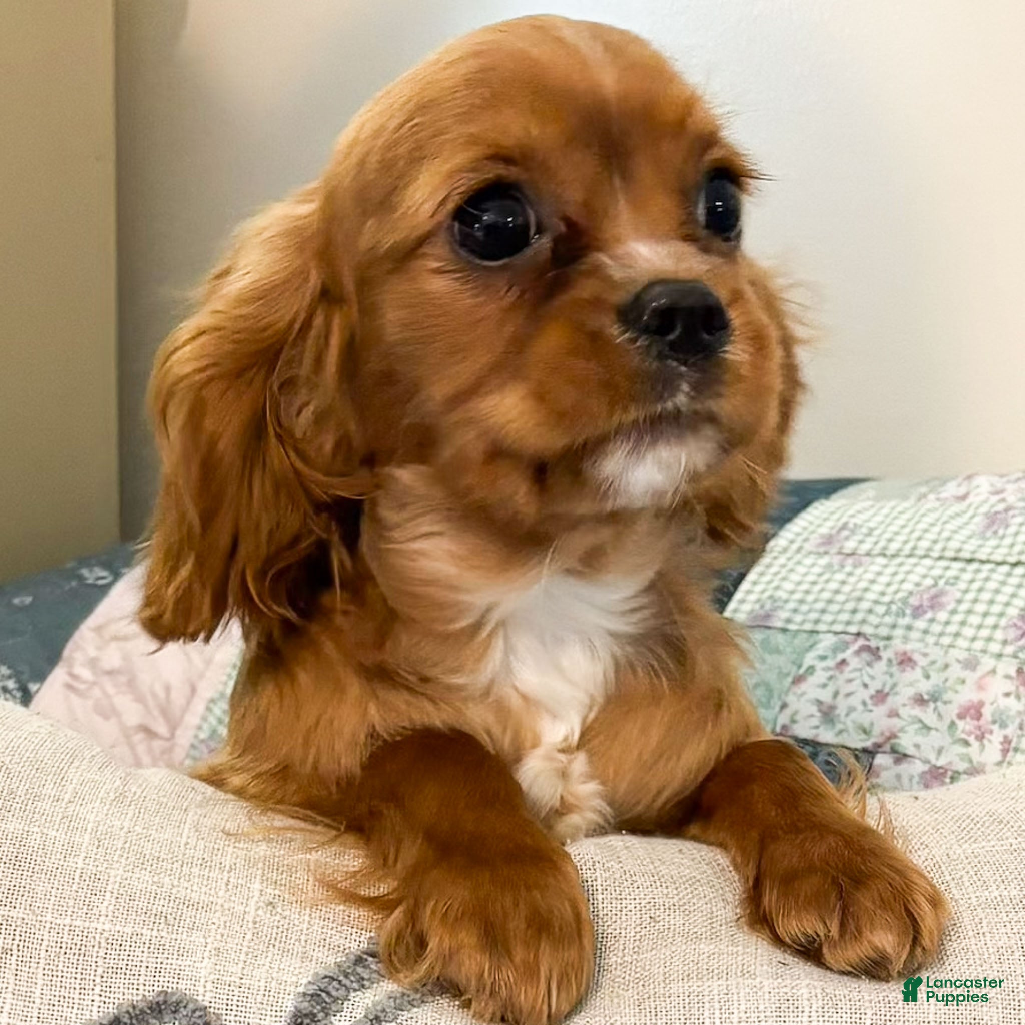 Cavalier King Charles Spaniel dogs Eddi - Ad 42