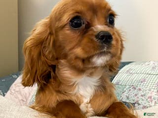 Cavalier King Charles Spaniel dogs Eddi - Ad 42