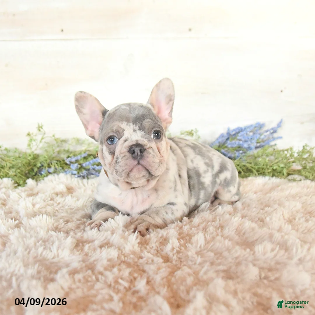 French Bulldog dogs for sale: Shadow - Ad 2
