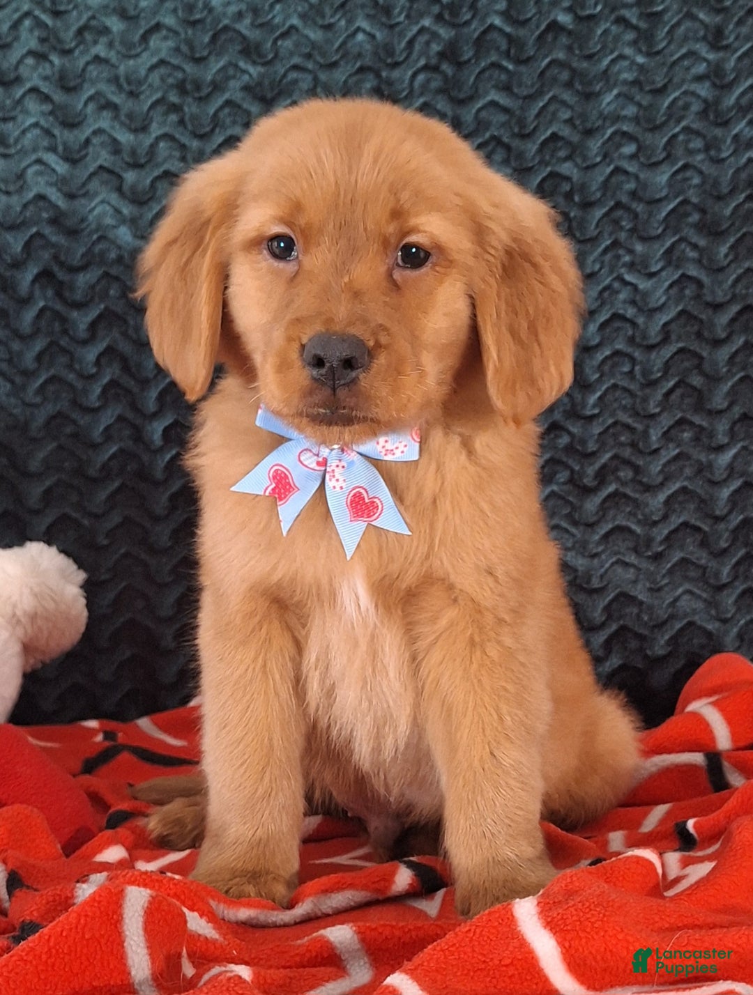 Golden Retriever dogs for sale: Loren - Ad 2