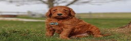 Goldendoodle dogs for sale: Goose - Ad 1