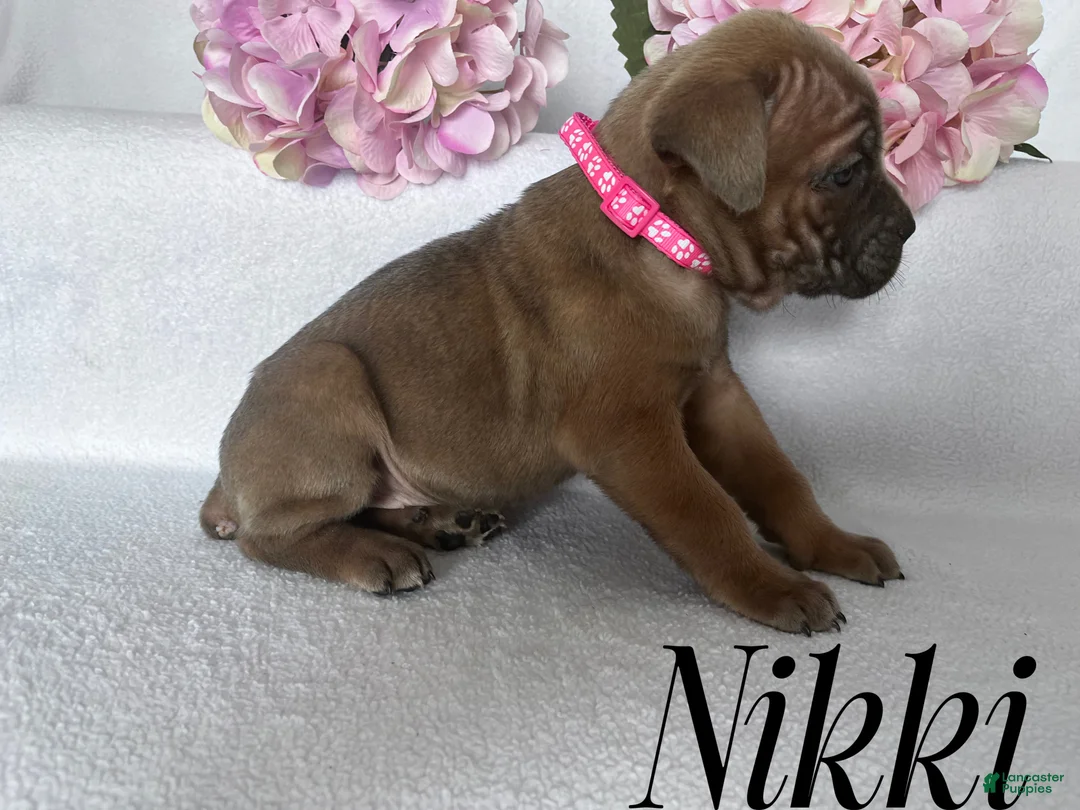 Cane Corso dogs for sale: Nikki - Ad 82