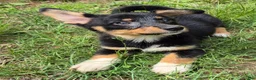 Mixed Breed dogs for sale: Mixed Breed Puppy 1 - Ad 1