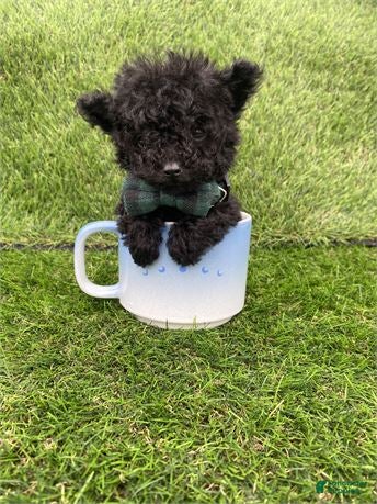 Toy Poodle dogs Toy Poodle Puppy 1 - Ad 40