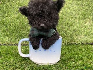 Toy Poodle dogs Toy Poodle Puppy 1 - Ad 42