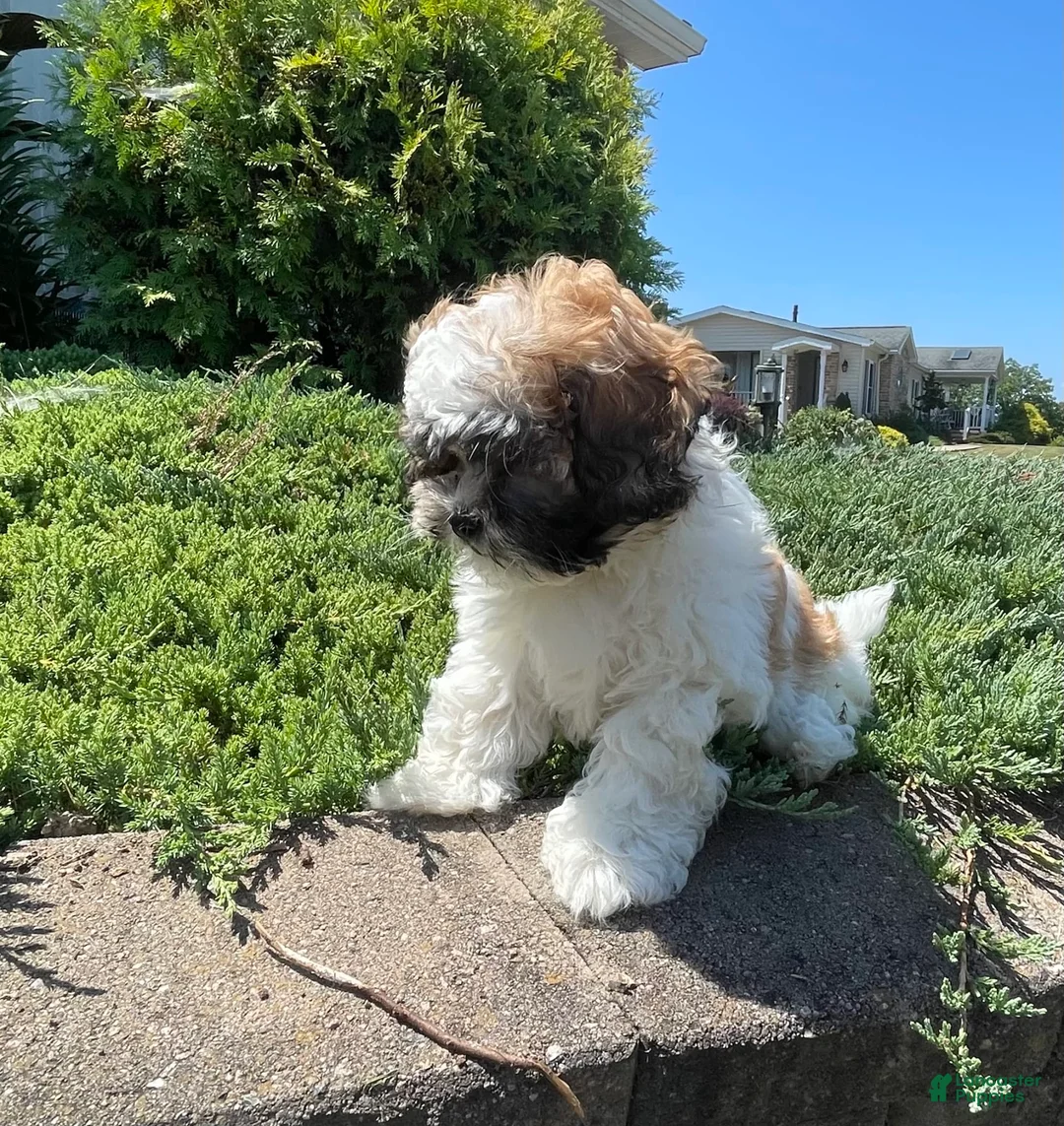 Teddy Bear dogs for sale: Adam - Ad 13