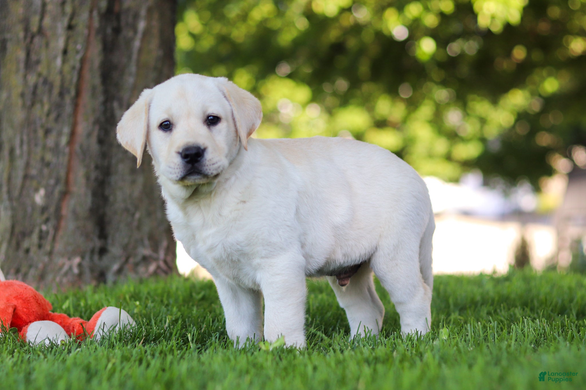 Labrador Retriever dogs for sale: Billy - Ad 5