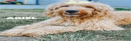 Goldendoodle dogs for sale: Arlo  - Ad 2