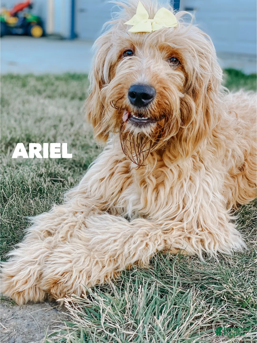 Goldendoodle dogs for sale: Arlo  - Ad 2