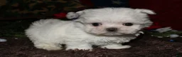 Maltese dogs for sale: Noah - Ad 6