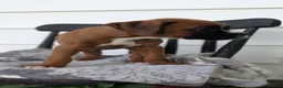 Boxer dogs for sale: Kai - Ad 10