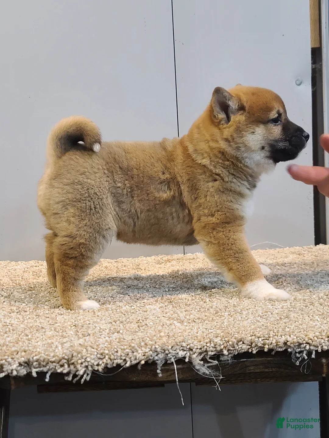 Shiba Inu dogs for sale: Tim  - Ad 4
