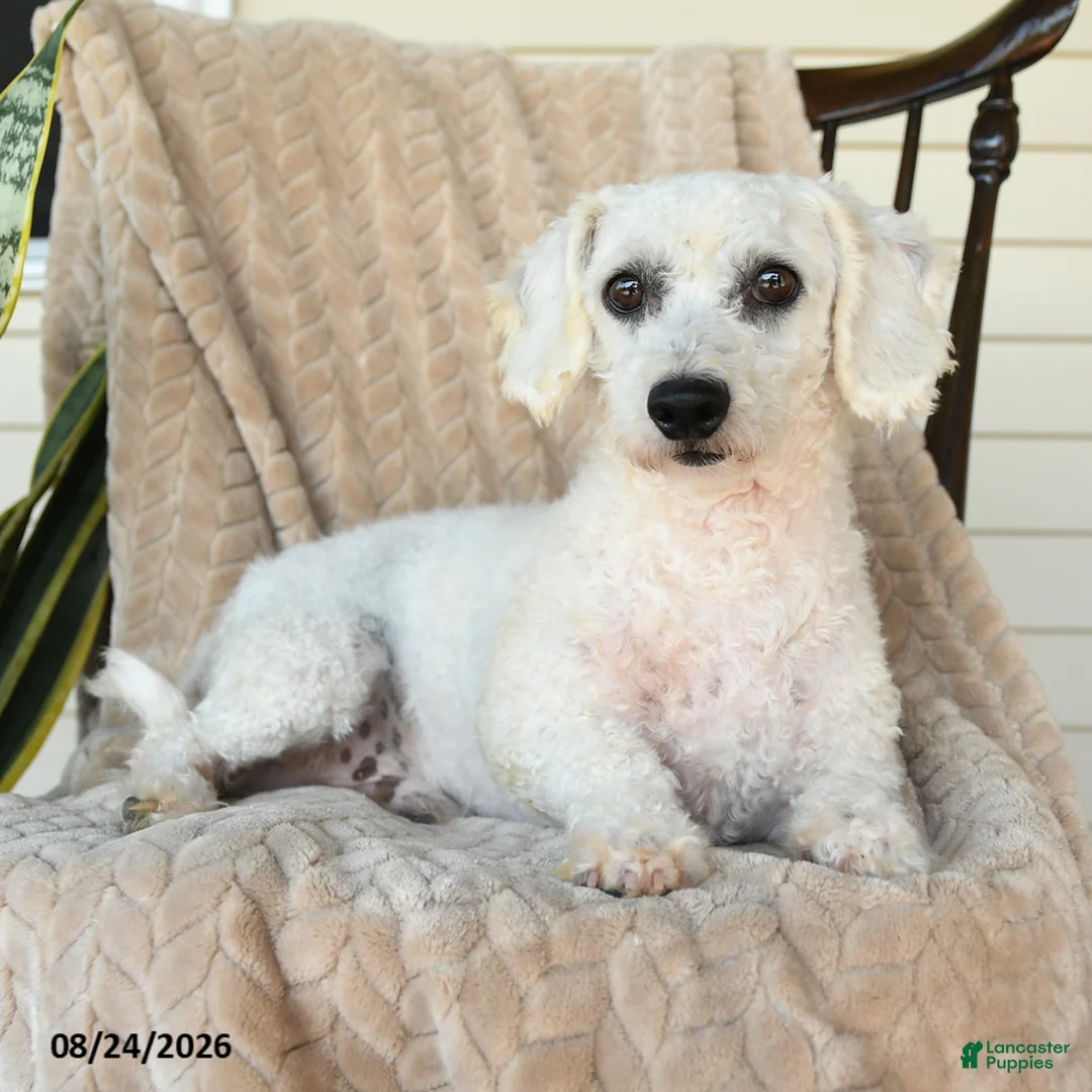 Bichon Frise dogs for sale: Frisky - Ad 3