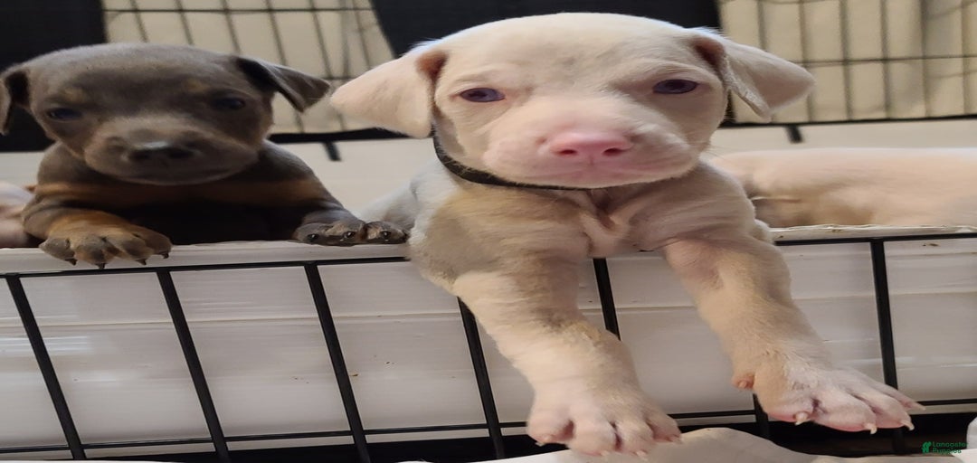 Gallery Image {{count}}