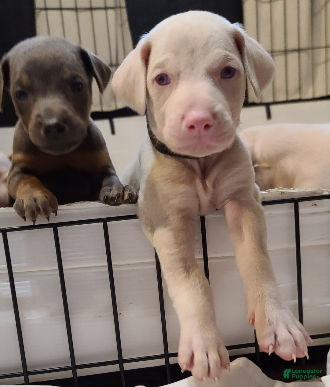 Gallery Image {{count}}