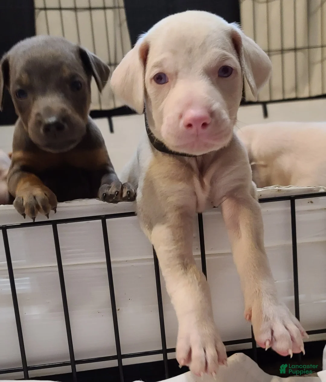 Gallery Image {{count}}