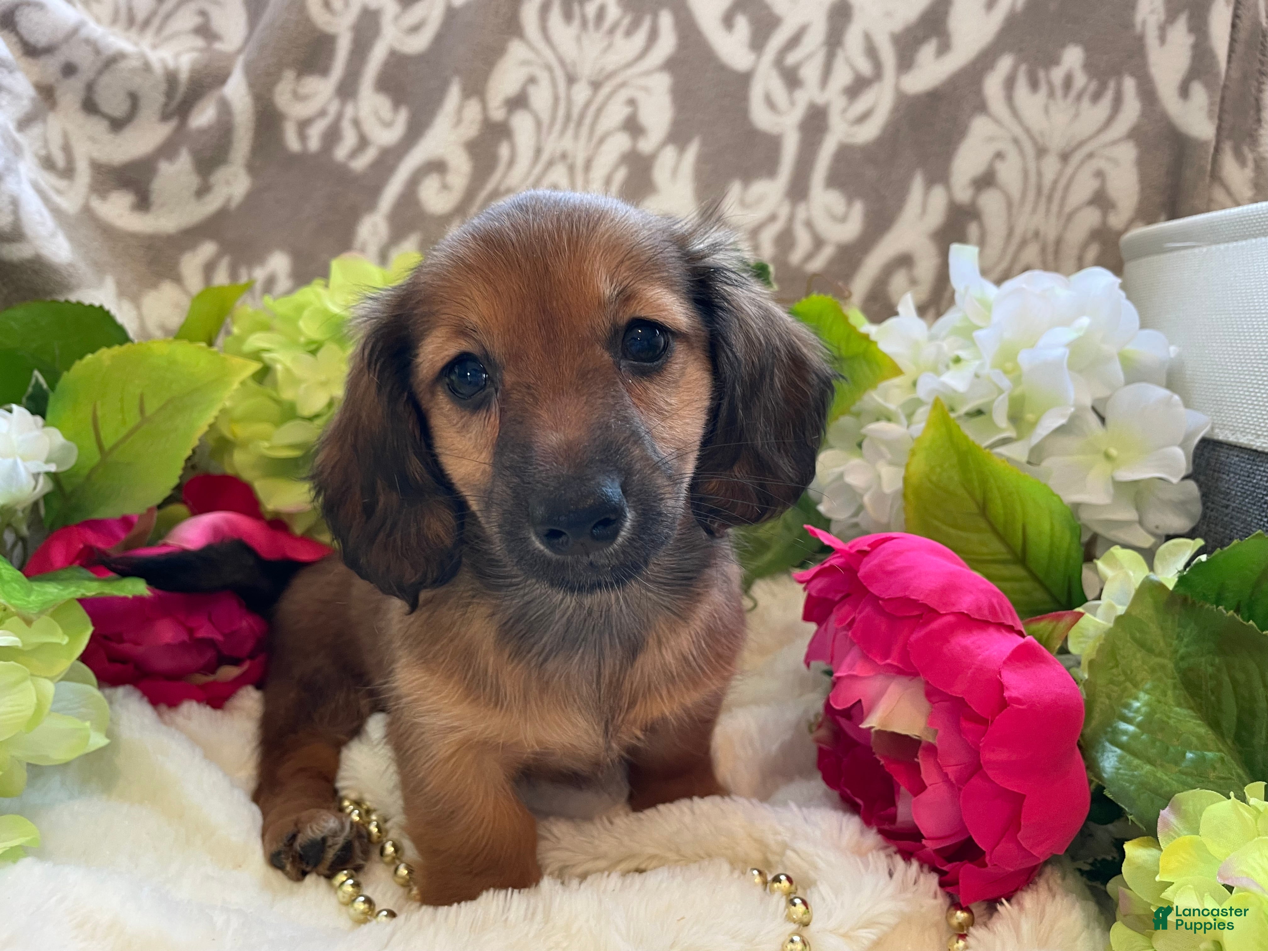 Miniature Dachshund dogs Tulip - Ad 1