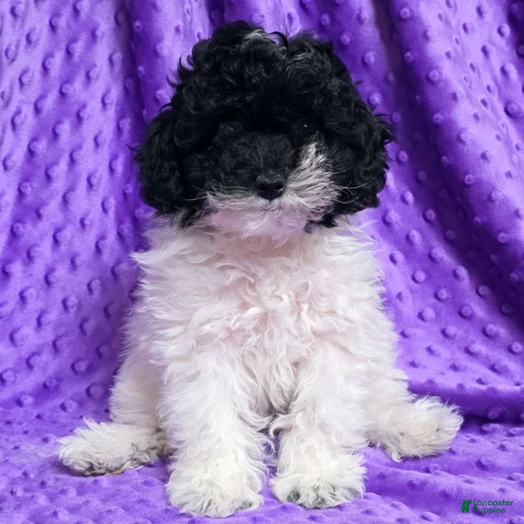 Standard Poodle dogs for sale: Ella - Ad 1