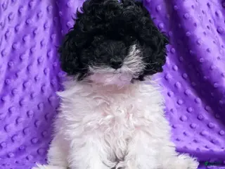 Standard Poodle dogs Ella - Ad 39