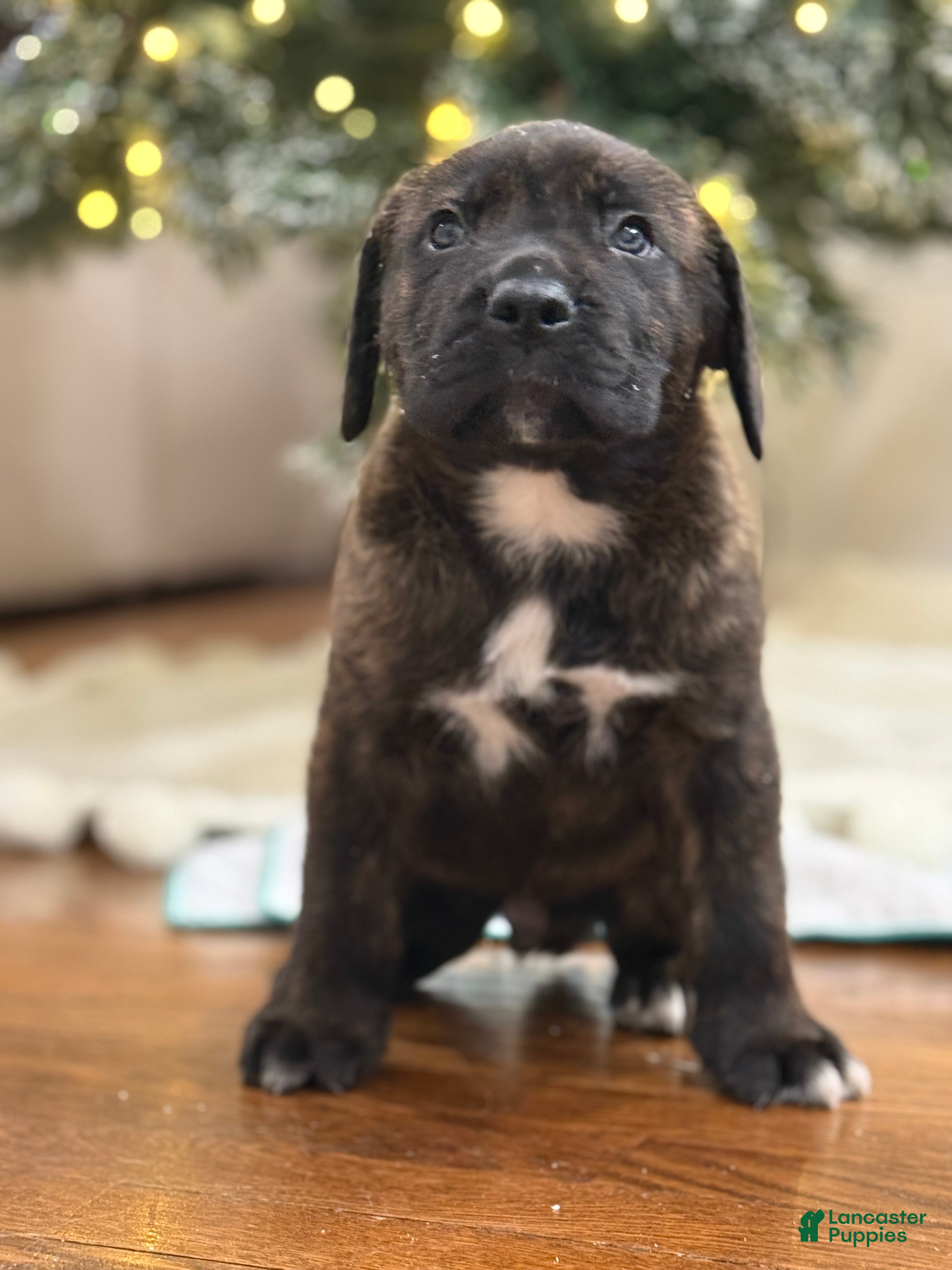 Cane Corso dogs Constantino - Ad 2