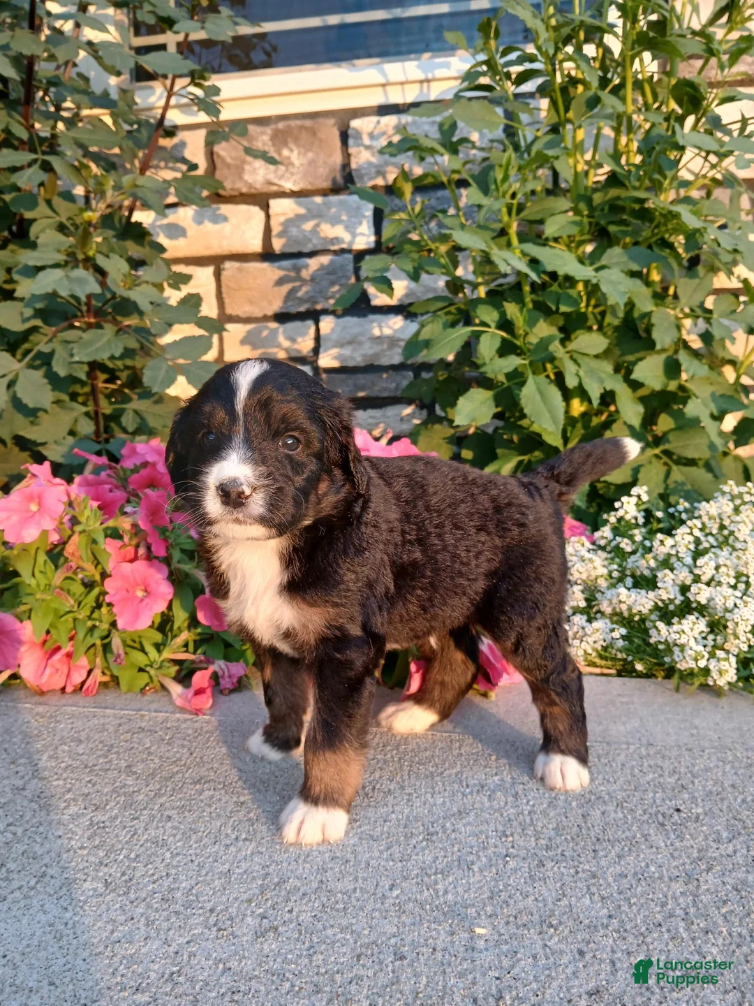 Bernedoodle dogs for sale: Lyle - Ad 1
