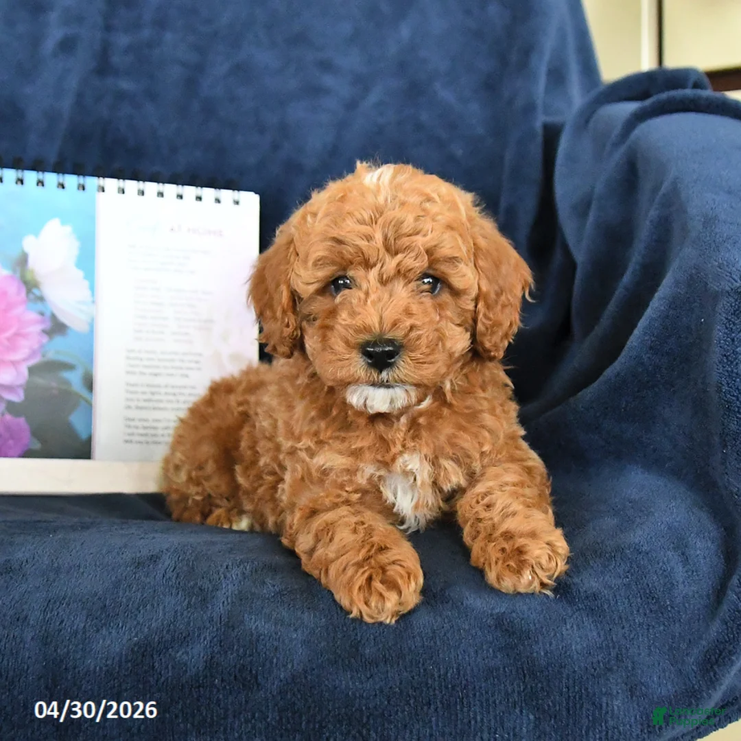 Miniature Poodle dogs for sale: Rover - Ad 1