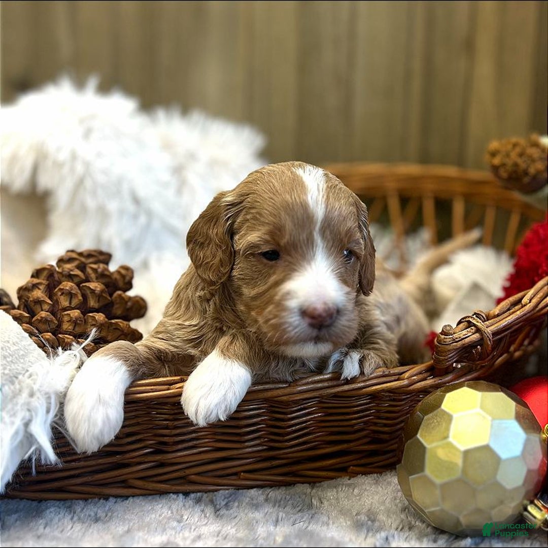 Goldendoodle dogs for sale: Zulu (Miniature Girl) - Ad 3