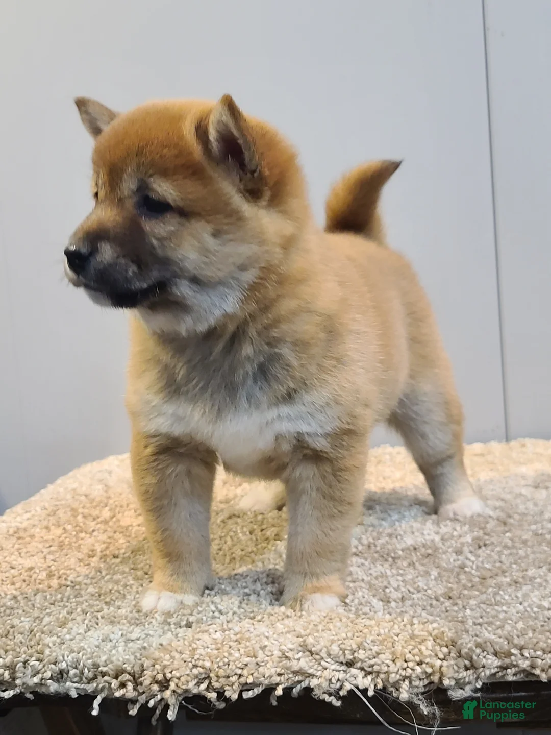 Shiba Inu dogs for sale: Tina - Ad 4