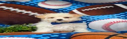 Maltipoo dogs for sale: Laim 7 lbs Full Grown - Ad 4