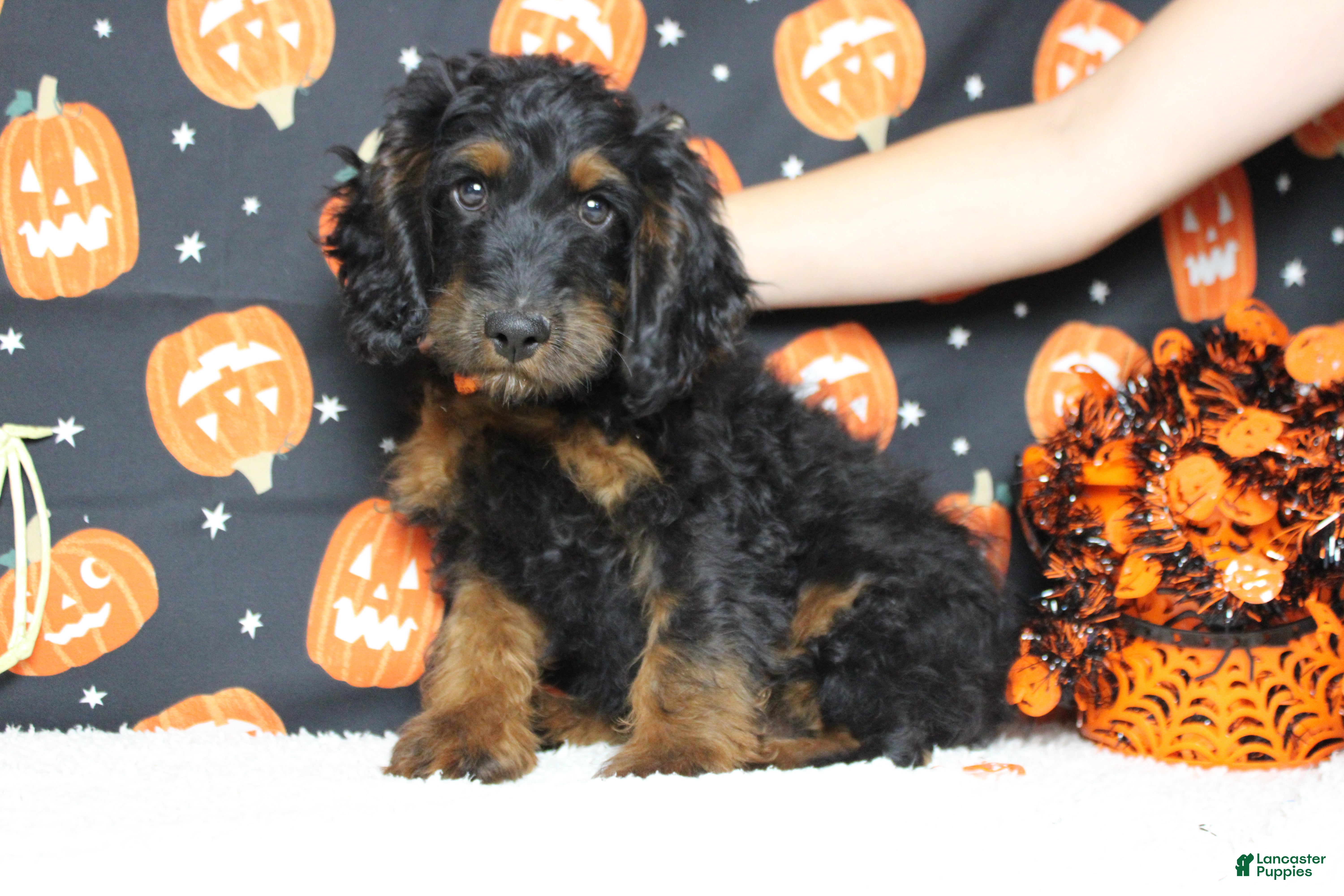 Cockapoo dogs Toffee  - Ad 1