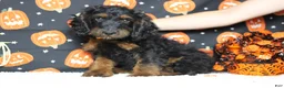 Cockapoo dogs for sale: Toffee  - Ad 1