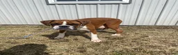 Boxer dogs for sale: Champ  - Ad 33