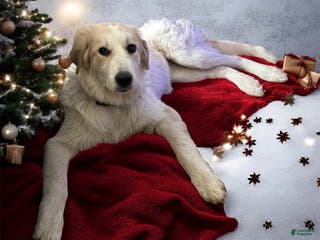 Mixed Breed dogs Hannah - Ad 20