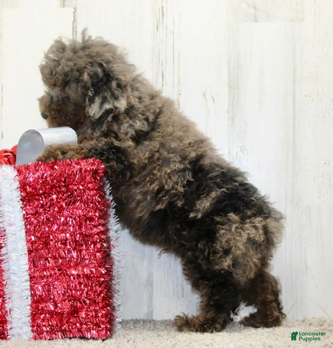 Miniature Poodle dogs for sale: Comet - Ad 6