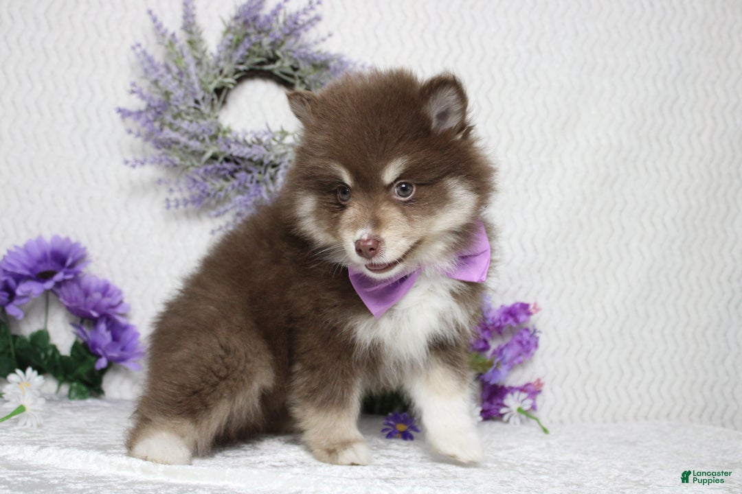 Pomsky dogs for sale: Duey  - Ad 8