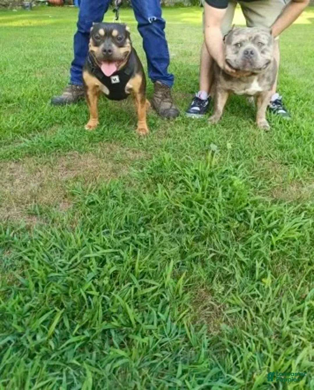 American Bully dogs for sale: Elsa - Ad 8
