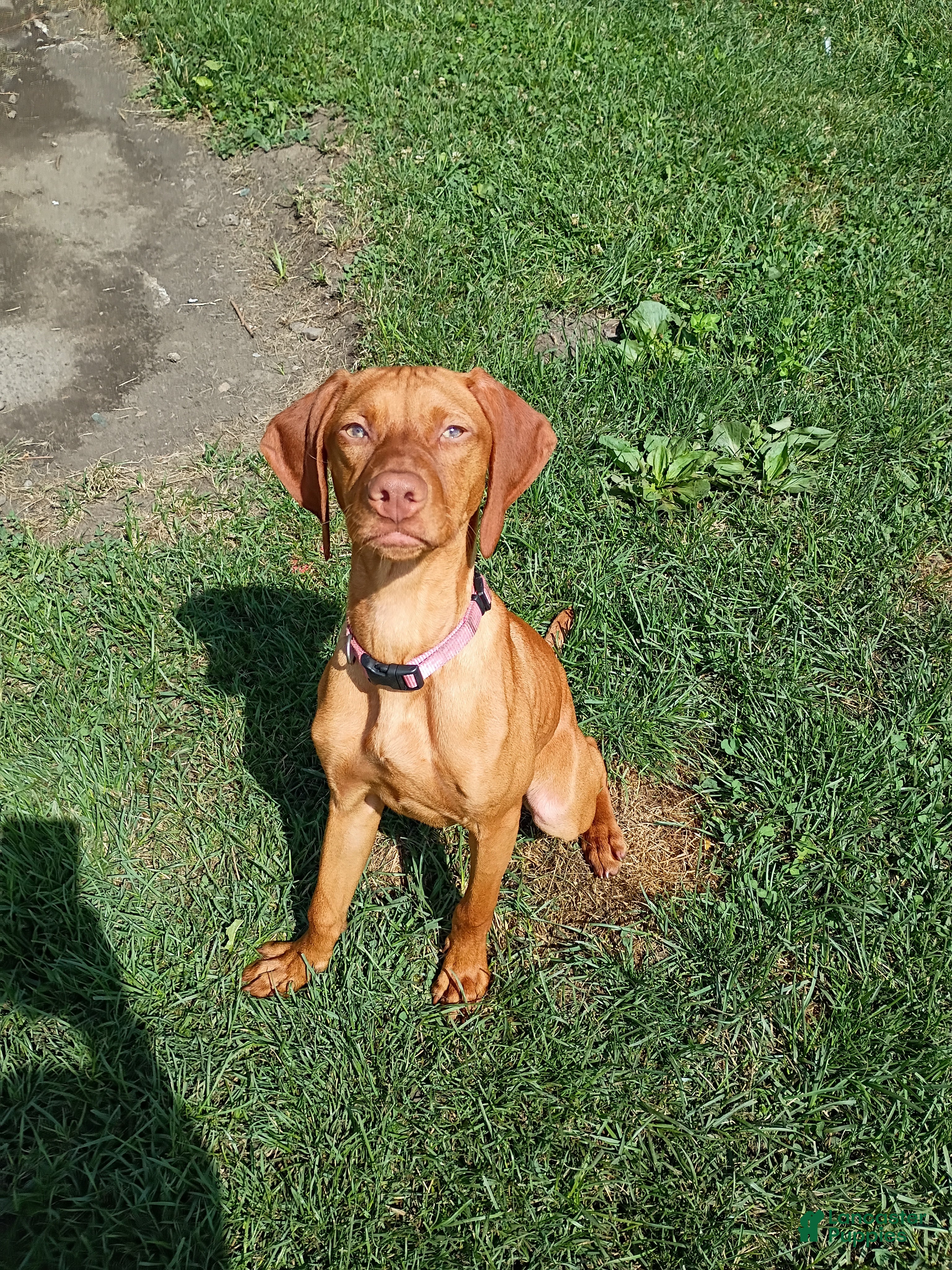 Vizsla dogs Vizsla 1 - Ad 15