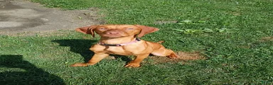 Vizsla 1
