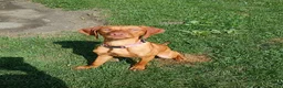 Vizsla dogs for sale: Vizsla 1 - Ad 1
