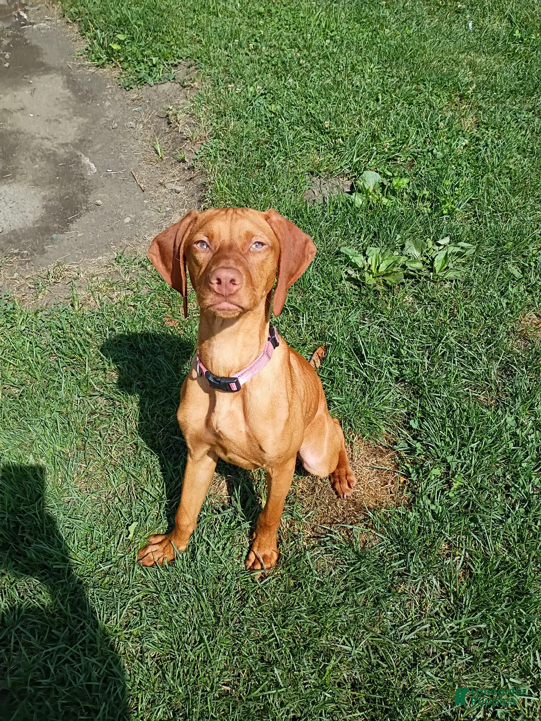 Vizsla dogs for sale: Vizsla 1 - Ad 1