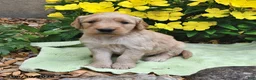 Goldendoodle dogs for sale: Lollipop - Ad 1