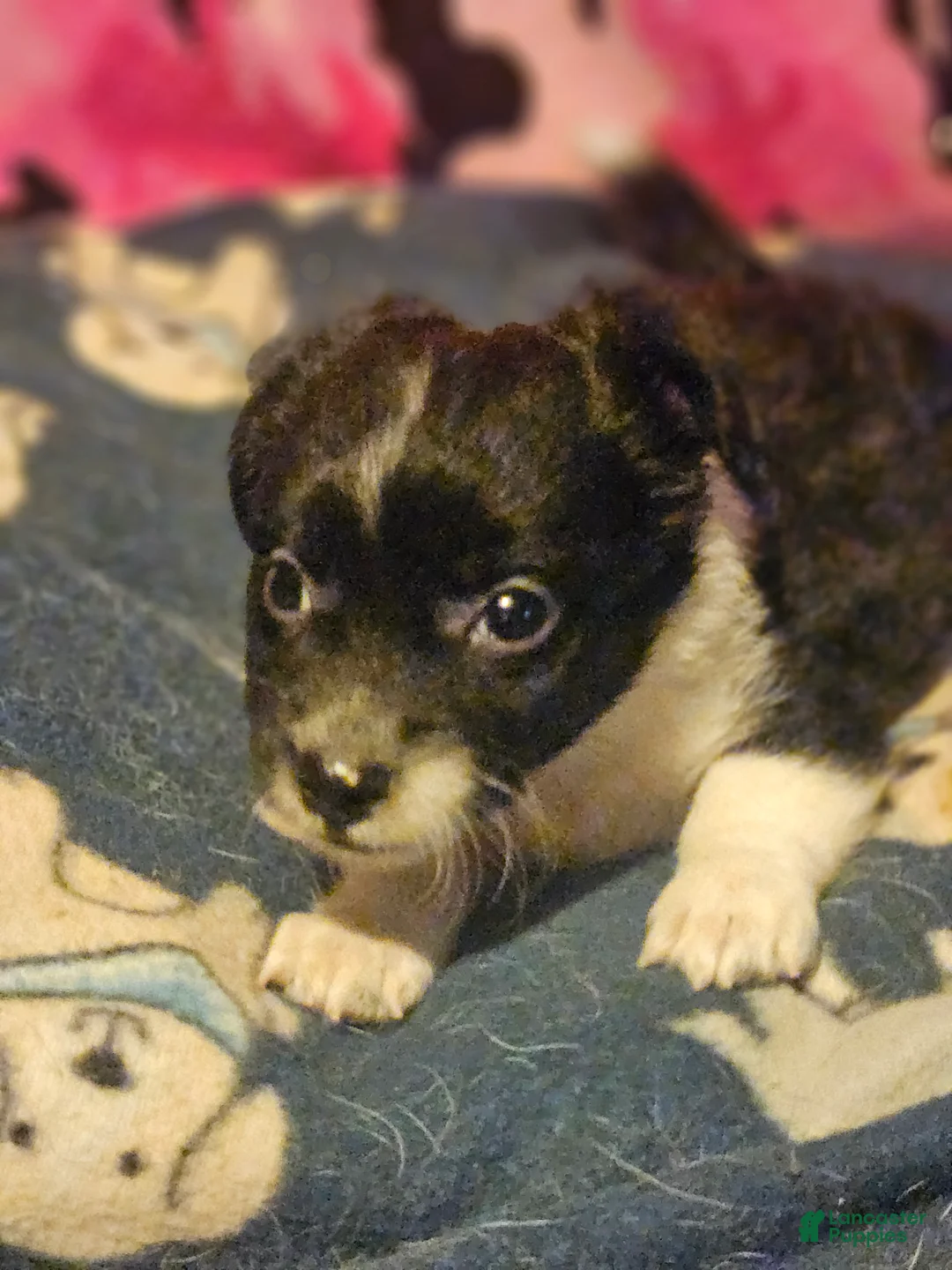 Chihuahua dogs for sale: Butter (T-Cup Size) - Ad 1