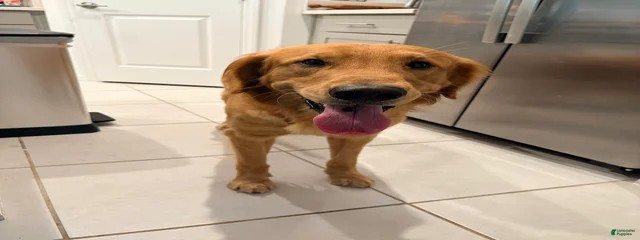 Bolt