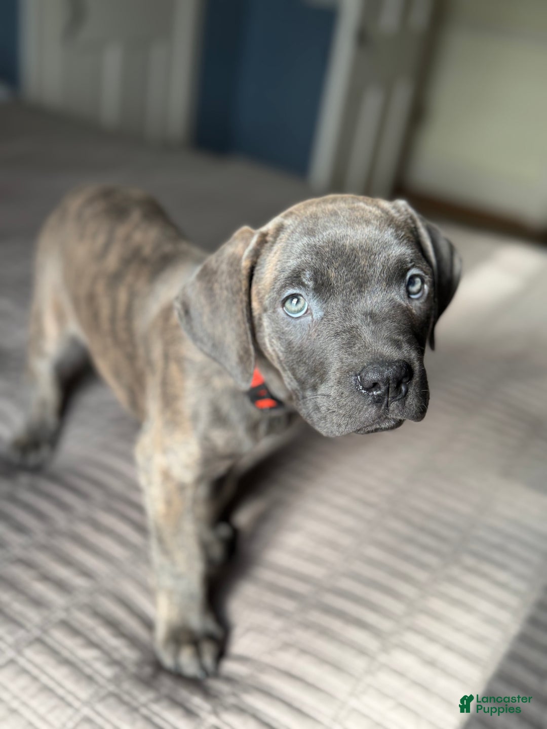 Cane Corso dogs for sale: Stormii - Ad 18