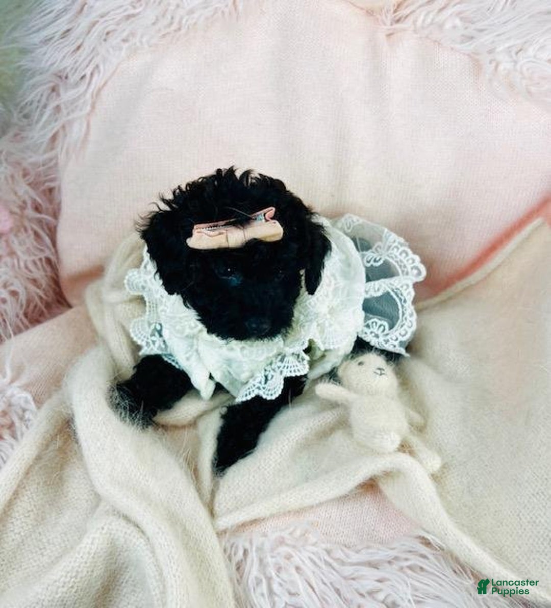 Toy Poodle dogs for sale: Pam - Ad 2