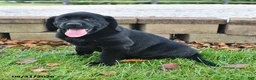 Labrador Retriever dogs for sale: Rita - Ad 4