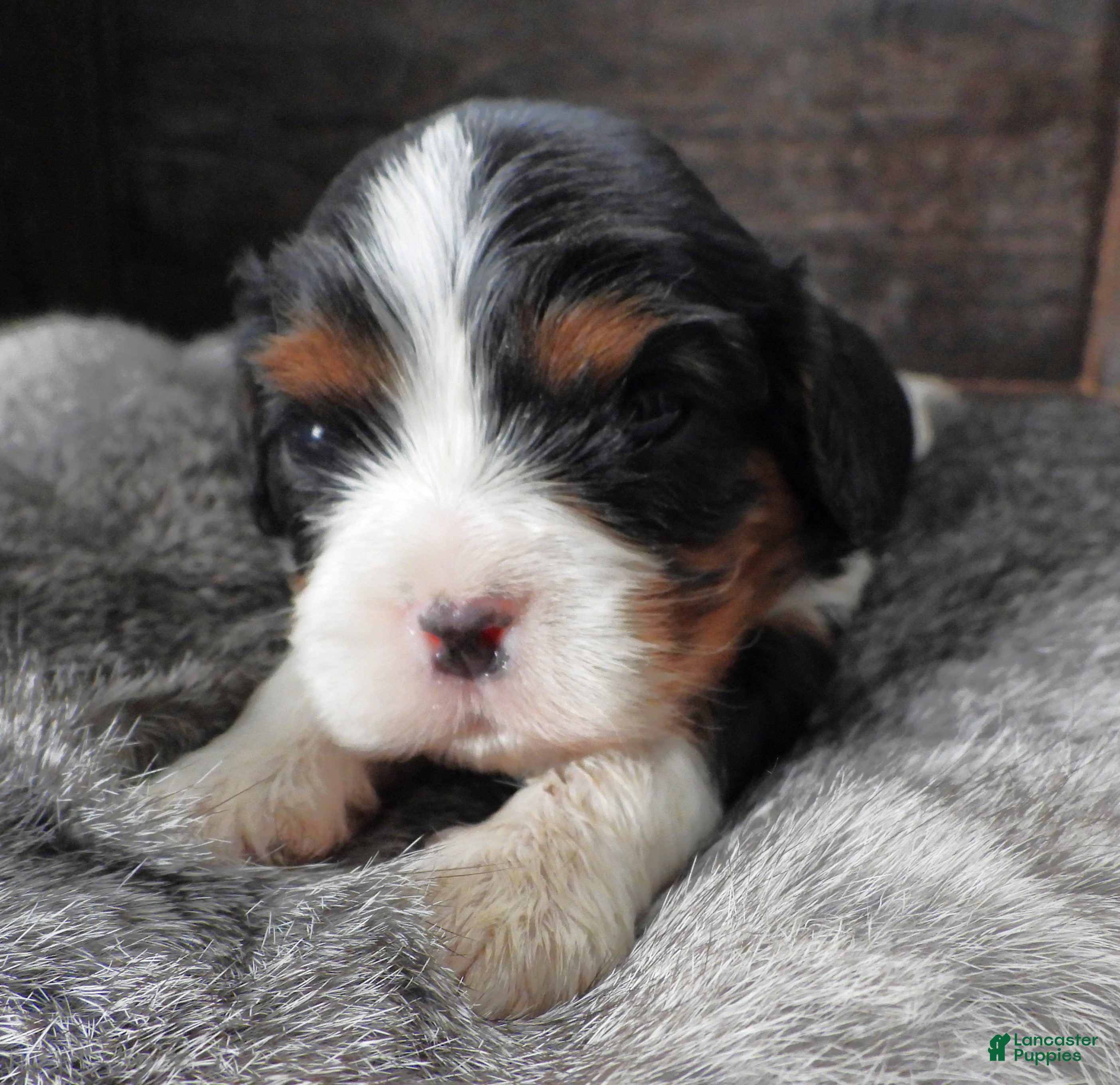 Cavalier King Charles Spaniel dogs Cavalier King Charles Spaniel Puppy 2 - Ad 23